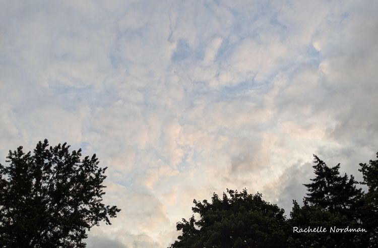 thin clouds lit by morning sun with treetops silhouetted against the sky
