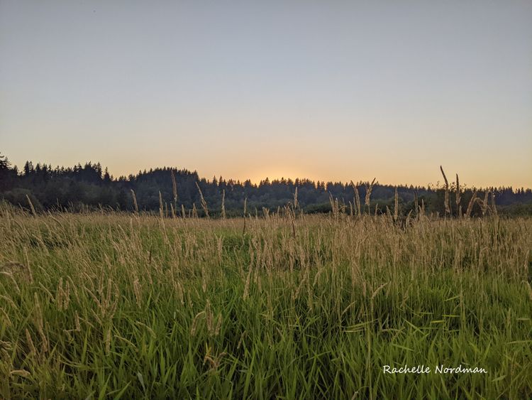 swamp grass rising against a background of low tree covered hills with the sun just set behind them.