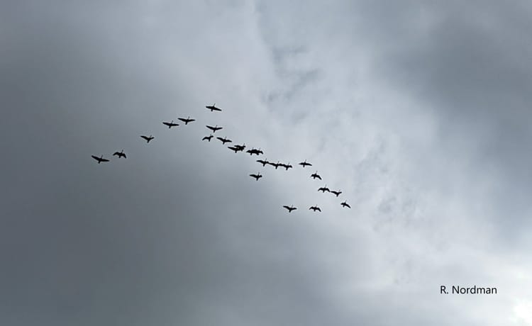 a messy v of canada geese against a dark gray sky