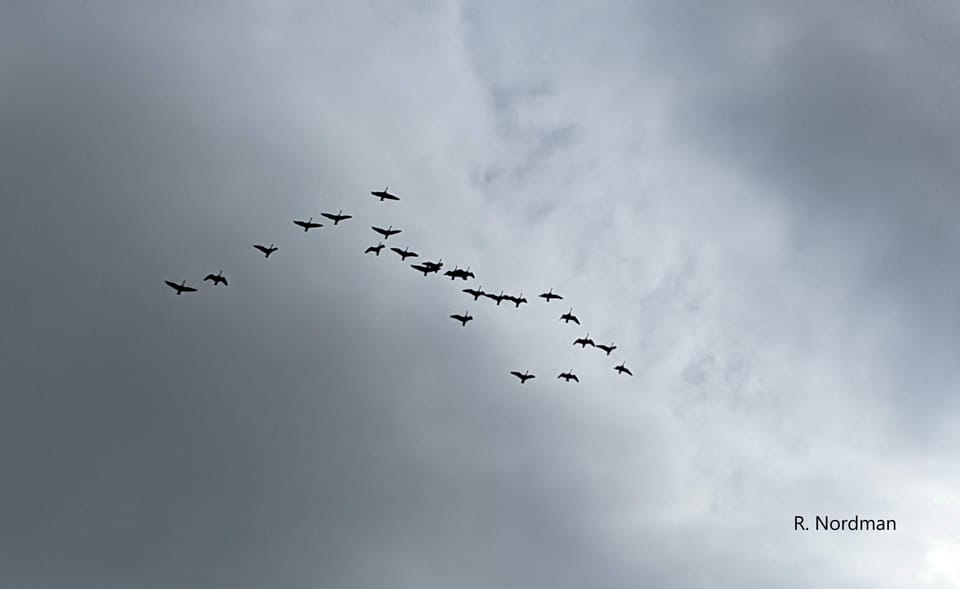 a messy v of canada geese against a dark gray sky